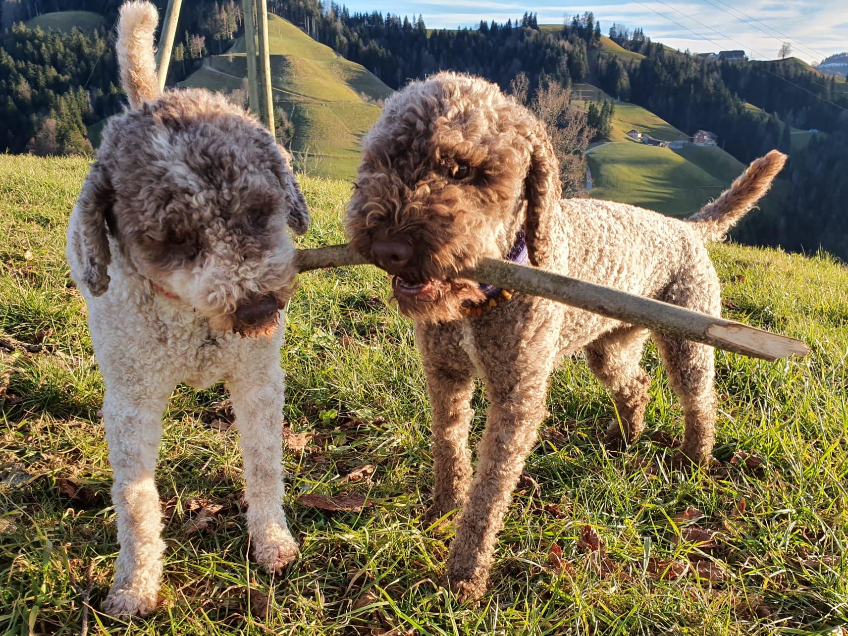 Foto
